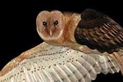 Eastern Grass Owl (Tyto longimembris)